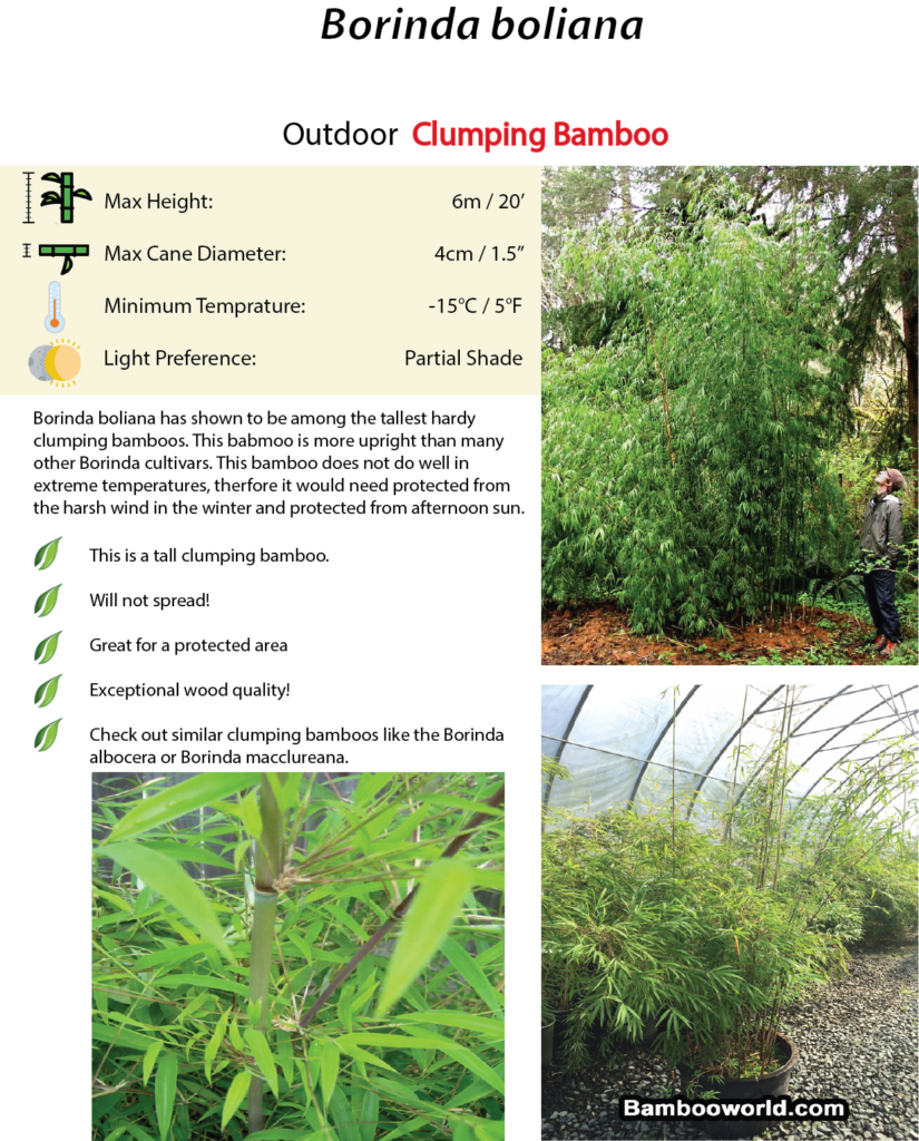 Borinda Boliana - Canada's Bamboo World