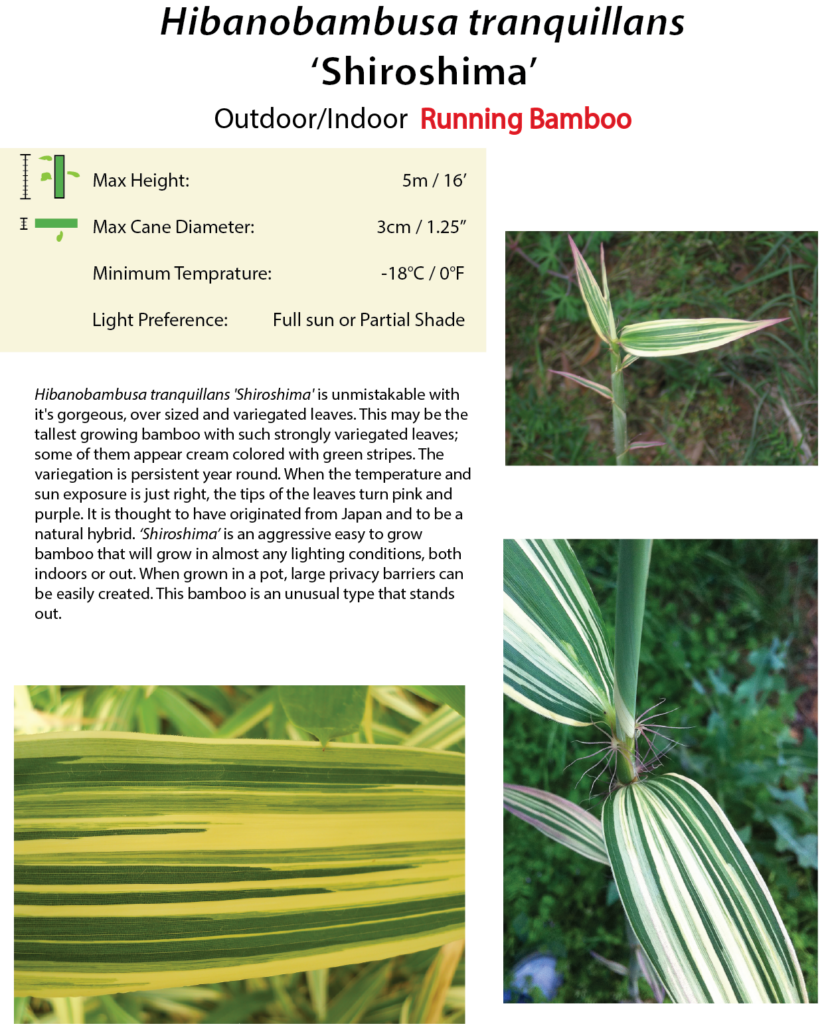 Hibanobambusa tranquillans 'Shiroshima' - Canada's Bamboo World